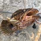 ただの釣りバカ