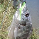 Saka