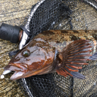 ほらふぎ釣りクラブ