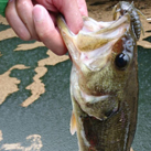 魚鷹