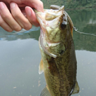 魚鷹