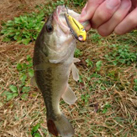 魚鷹