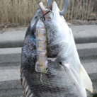 Saka