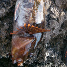 三陸魂