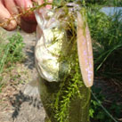 魚鷹