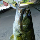 KyoBass