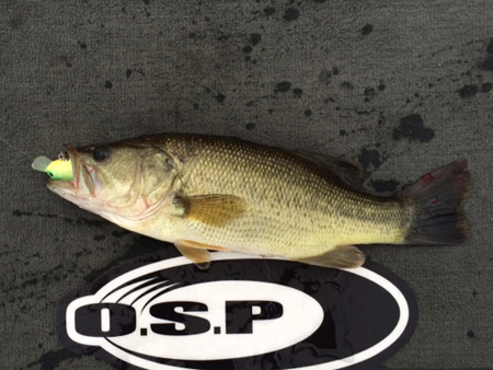 bass