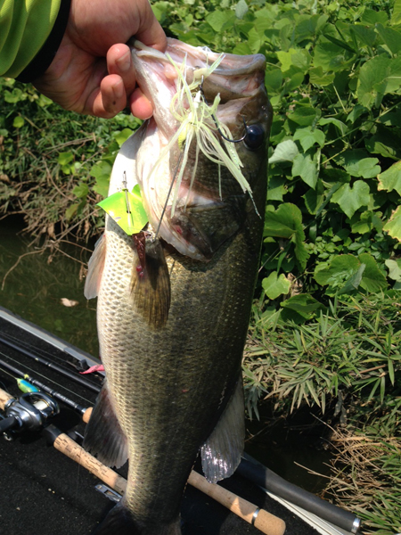 bass
