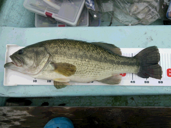 bass