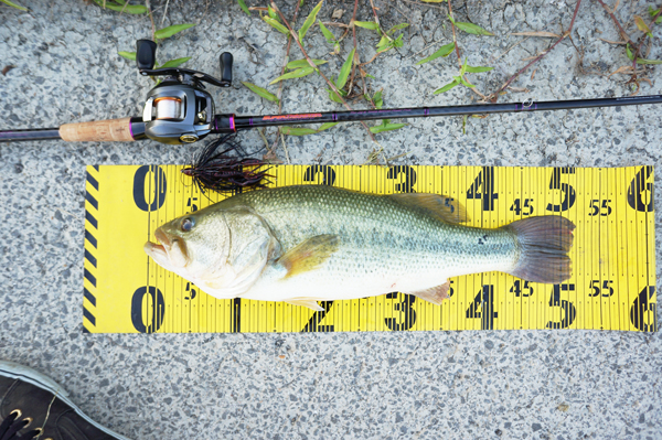 bass