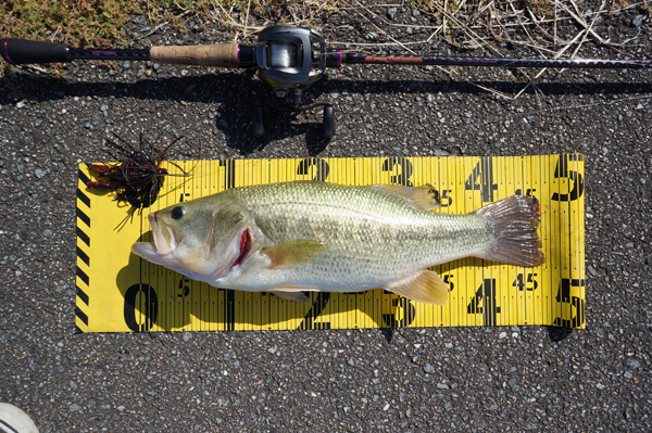 bass2