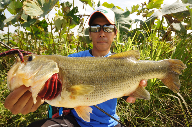 bass