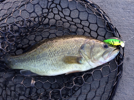 bass3