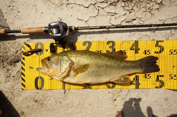 bass3