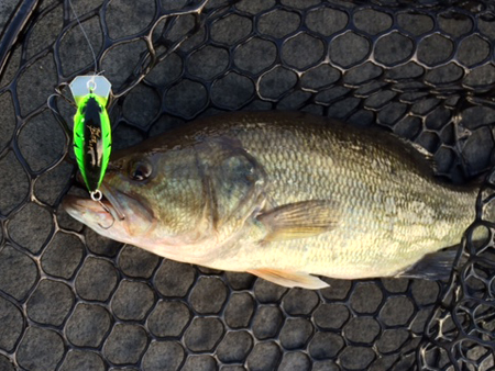 bass7