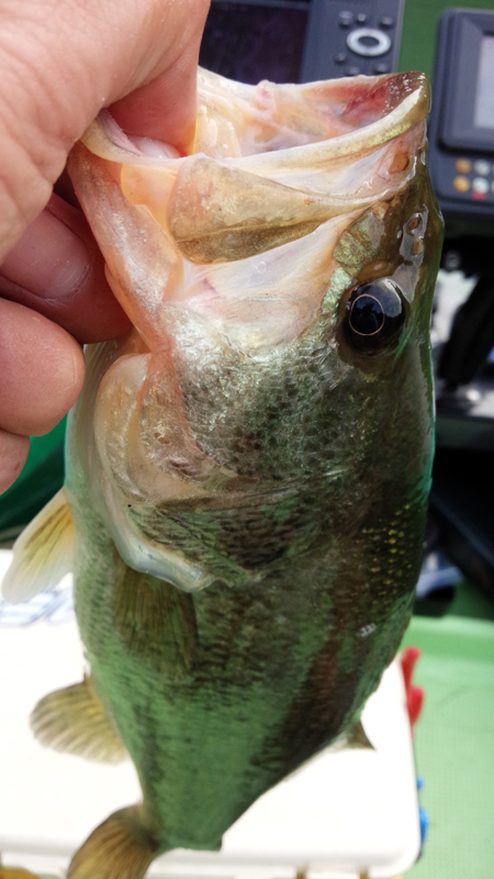 bass