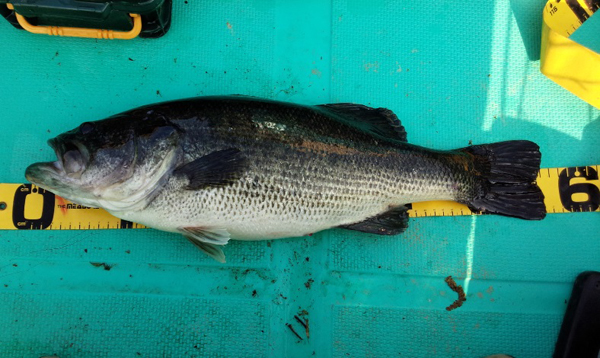 kikuchi2