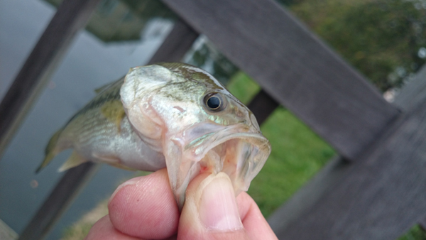 釣り父