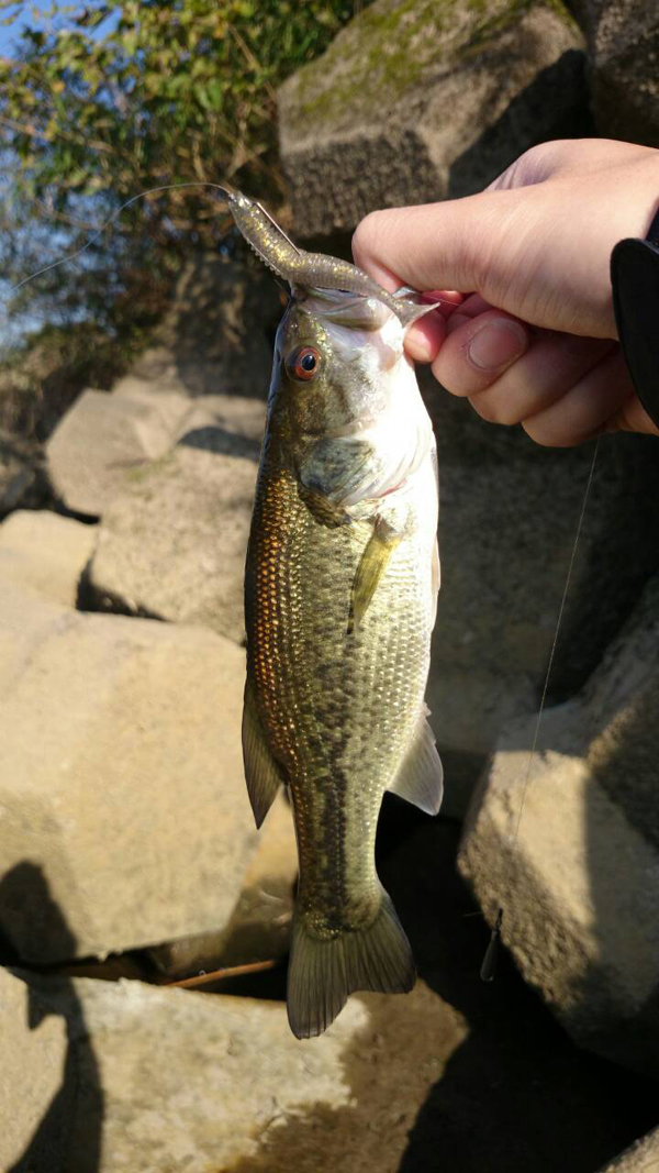 BASS HUNTER HISA
