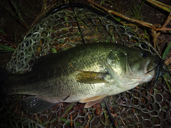 三度の飯＜釣り