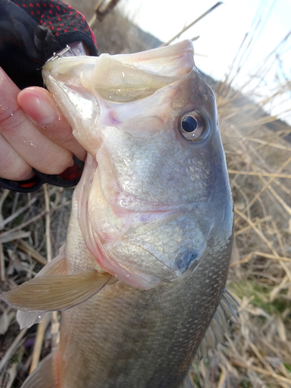 三度の飯＜釣り