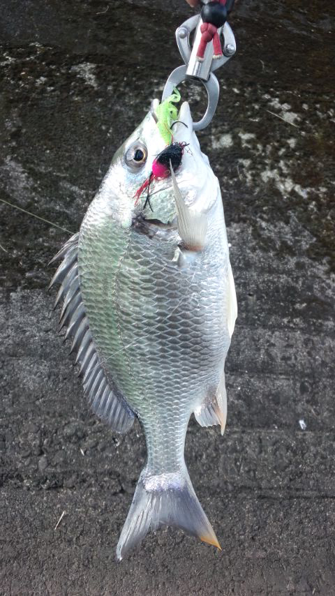 Saka