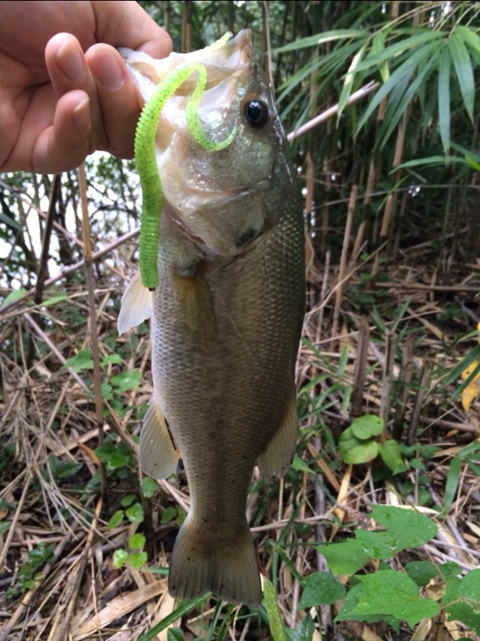 じょいなす
