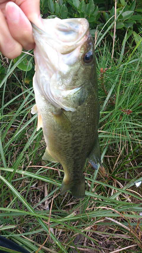 魚鷹