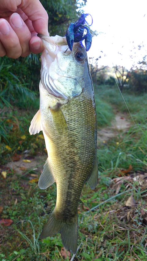 魚鷹