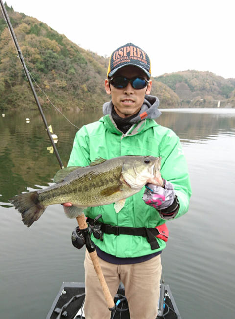 魚鷹
