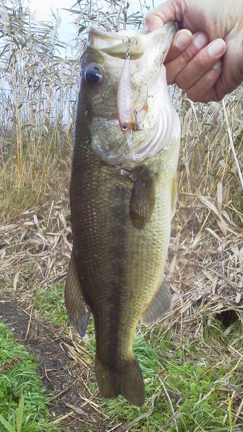 こうちゃんパパ