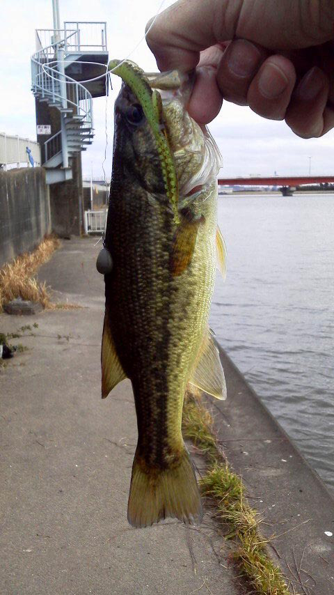 こうちゃんババ