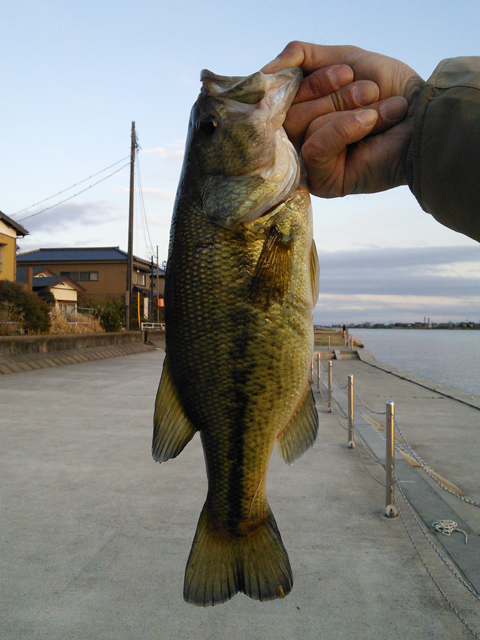 こうちゃんパパ