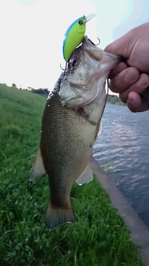 シマシマモヨウ