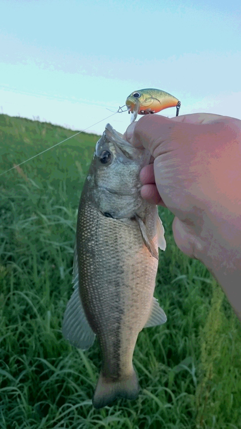 シマシマモヨウ