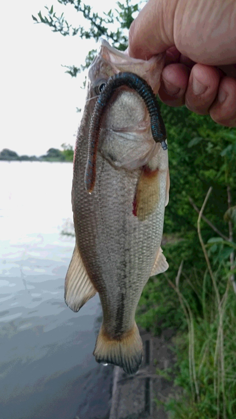 シマシマモヨウ