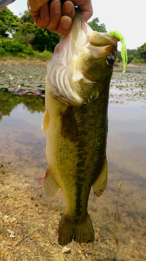 だにぐぢがずや