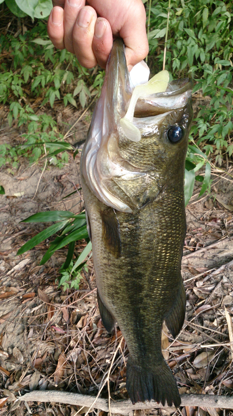 だにぐぢがずや