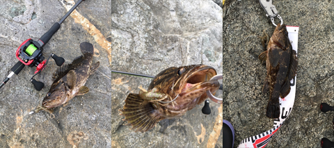 ただの釣りバカ