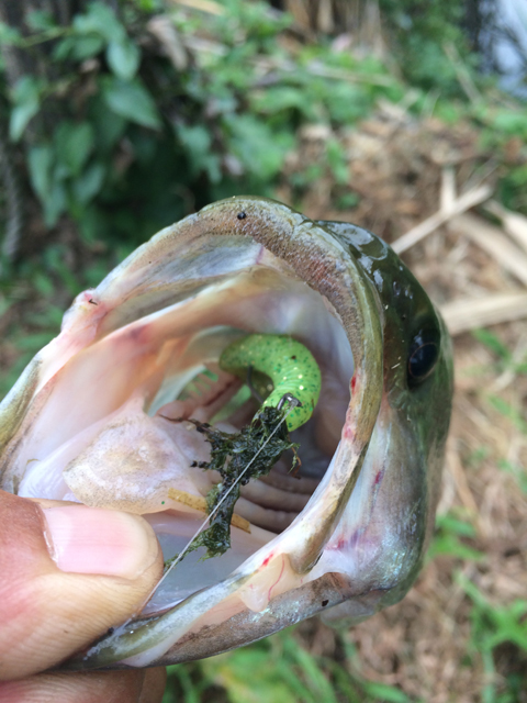 前田 悟