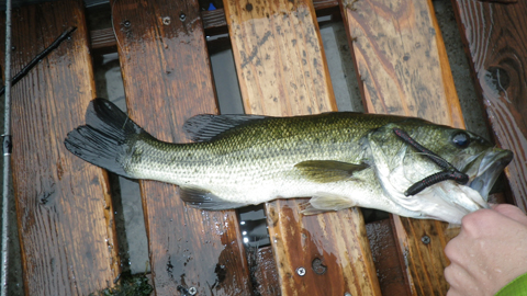 ジャンケン弱い人