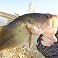 三度の飯＜釣り