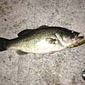 暁のBasser