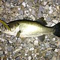 暁のBasser