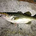 暁のBasser