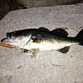 暁のBasser