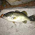 暁のBasser