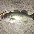 暁のBasser