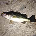 暁のBasser