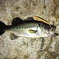 暁のBasser